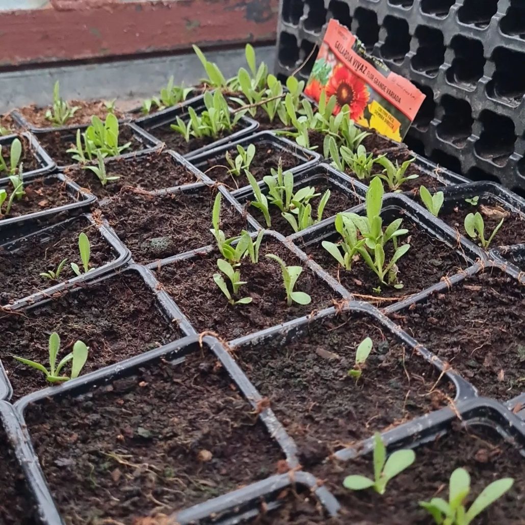 Alquilar huerto urbano y herramientas para cultivo en Alcorcón