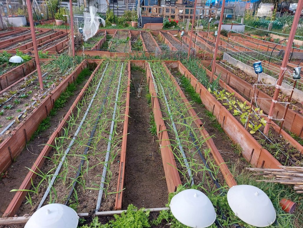 Huertos urbanos en alquiler para cultivar con servicio de mantenimiento en Leganés