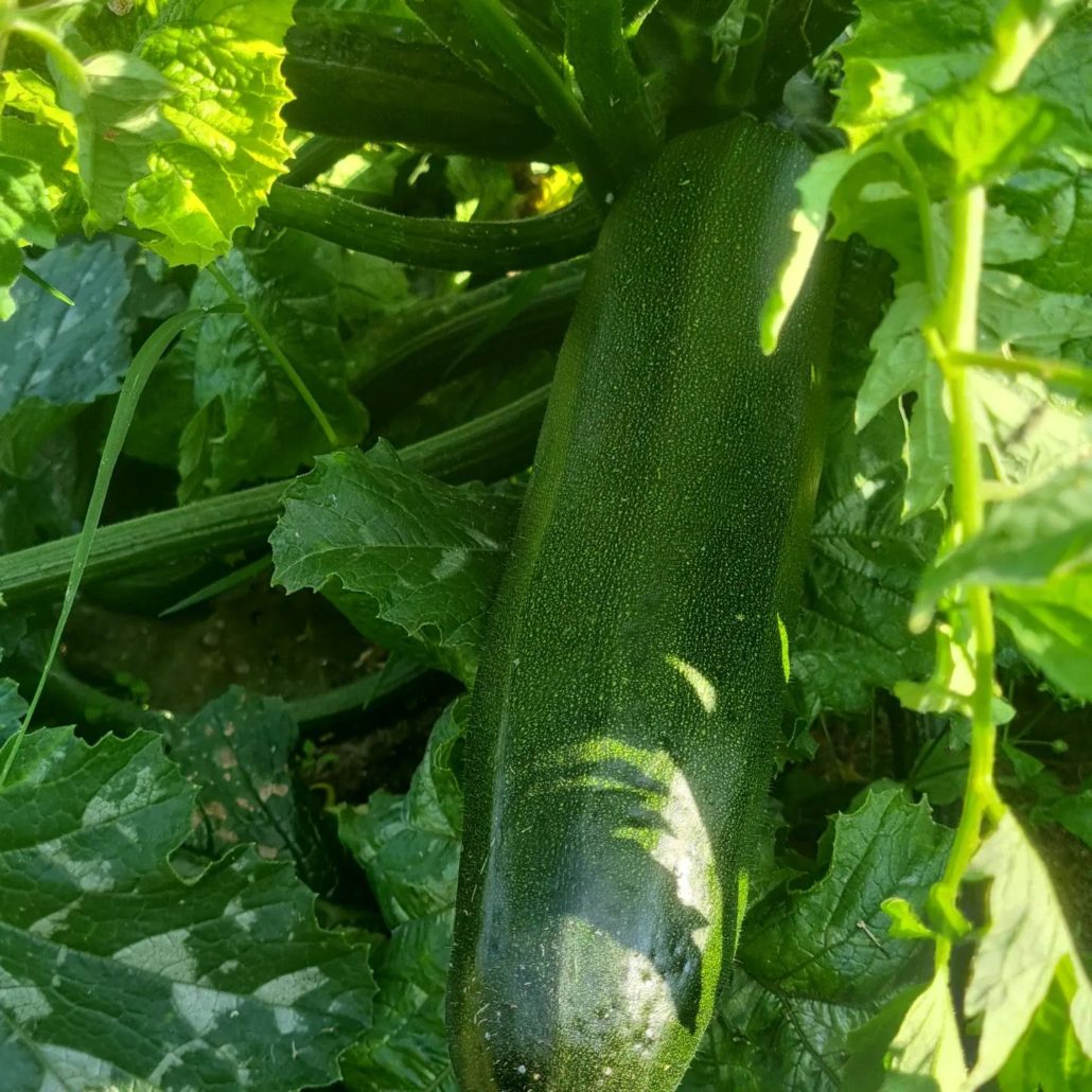 Huertos urbanos en alquiler para cultivar con servicio de mantenimiento en Madrid
